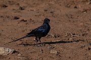 DPPhotography - Namibia - Meve's starling - B