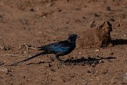 DPPhotography - Namibia - Meve's starling - C