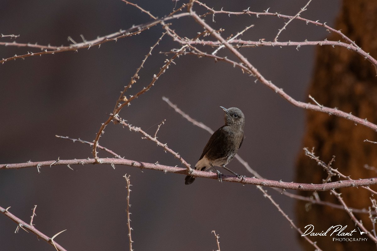 DPPhotography - Namibia - Mountain wheatear - A.jpg - Mountain wheatear female - Spitzkoppe