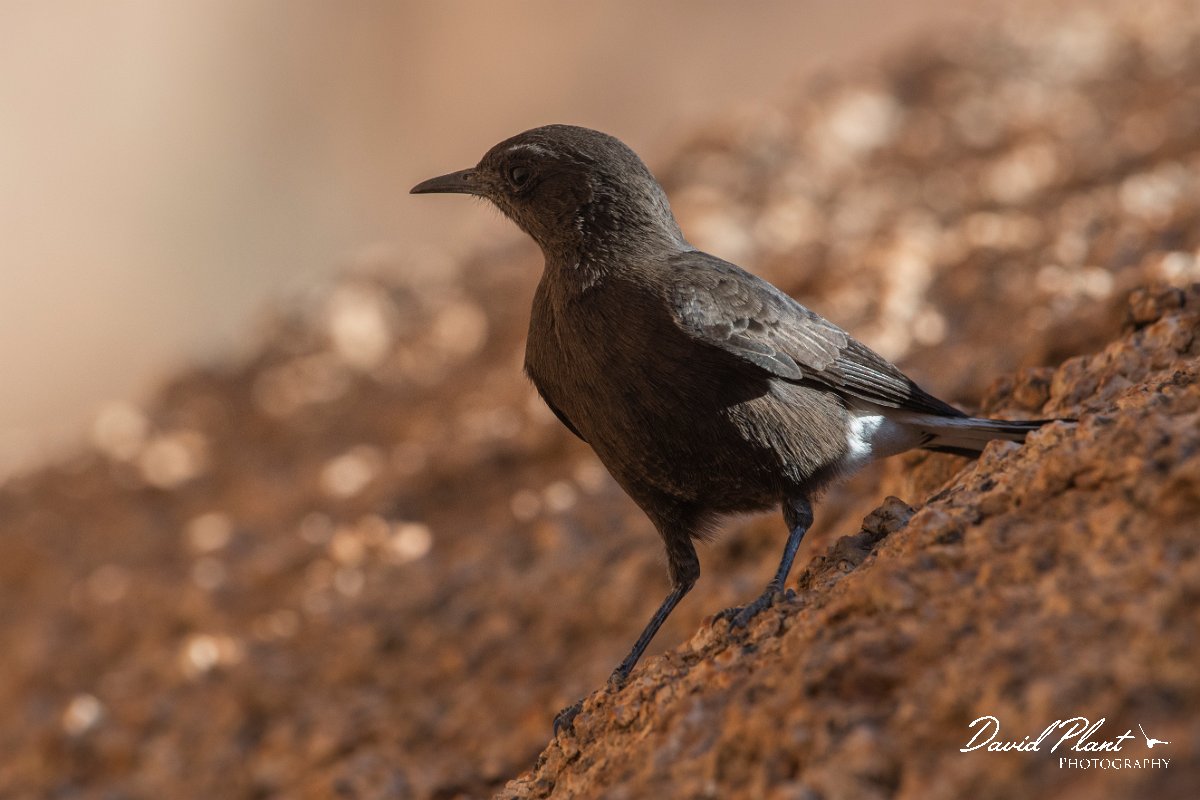 DPPhotography - Namibia - Mountain wheatear - B.jpg - Mountain wheatear female - Spitzkoppe