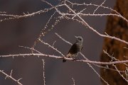 DPPhotography - Namibia - Mountain wheatear - A