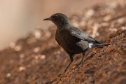 DPPhotography - Namibia - Mountain wheatear - B