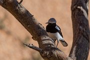 DPPhotography - Namibia - Mountain wheatear - C