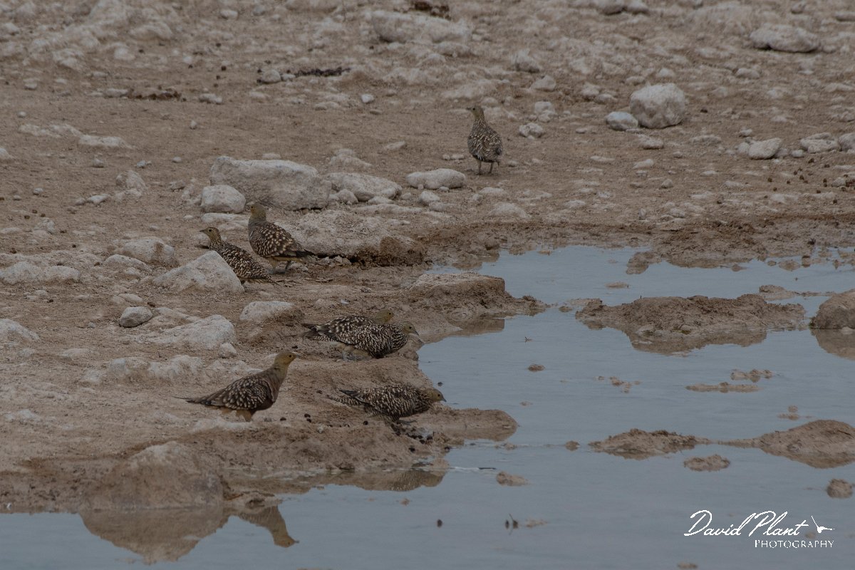 DPPhotography - Namibia - Namaqua sandgrouse - A.jpg - Namaqua sandgrouse - Etosha National Park