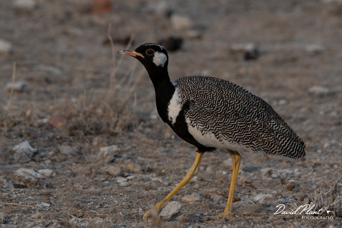 DPPhotography - Namibia - Northern black korhaan - A.jpg - Northern black korhaan male - Etosha National Park