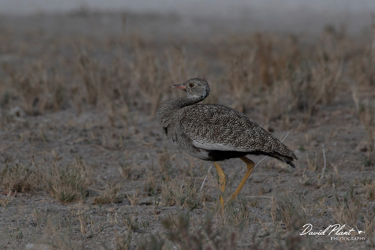 DPPhotography - Namibia - Northern black korhaan - B.jpg - Northern black korhaan female - Etosha National Park
