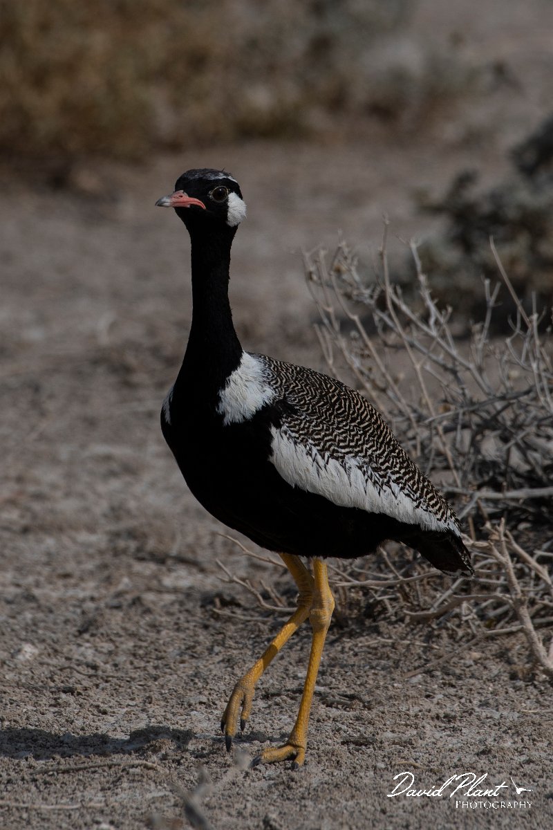 DPPhotography - Namibia - Northern black korhaan - C.jpg - Northern black korhaan male - Etosha National Park