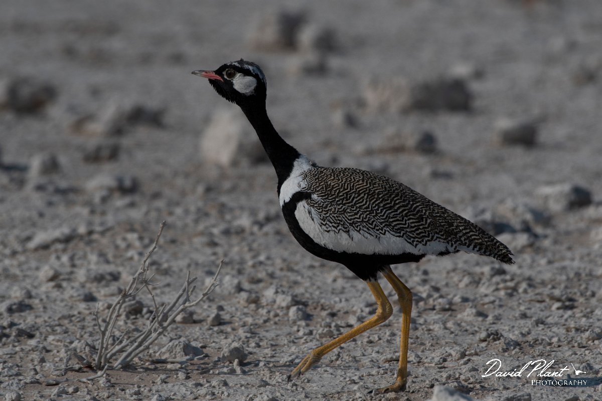 DPPhotography - Namibia - Northern black korhaan - D.jpg