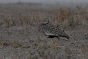 DPPhotography - Namibia - Northern black korhaan - B