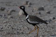 DPPhotography - Namibia - Northern black korhaan - D