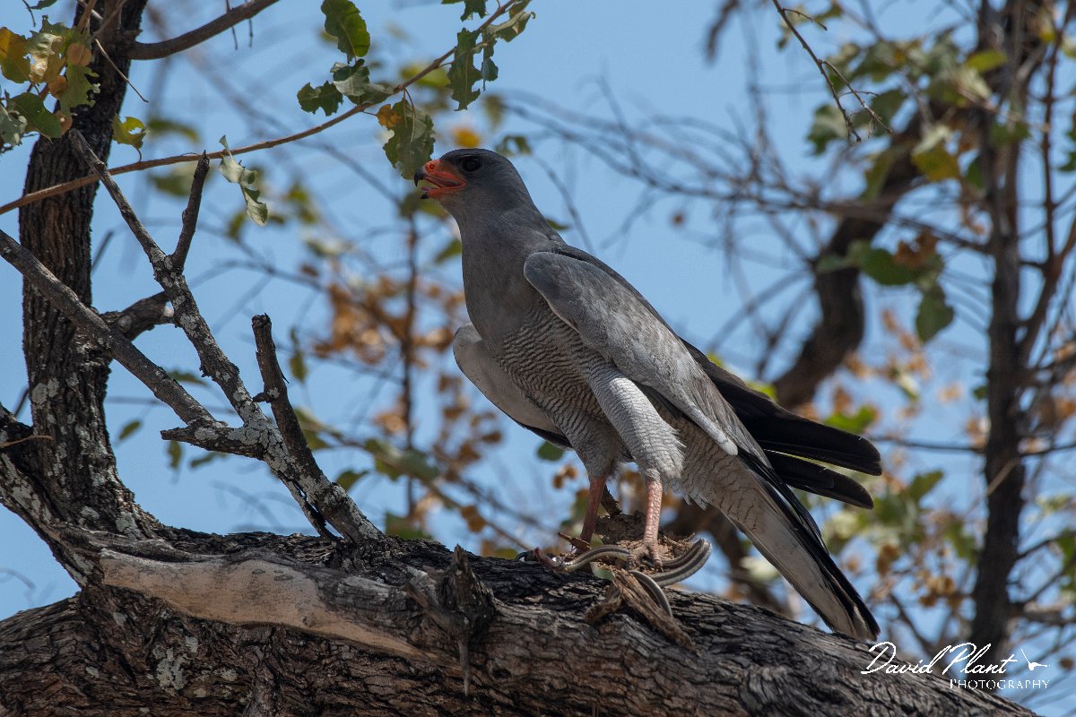DPPhotography - Namibia - Pale chanting goshawk - B.jpg - Pale chanting goshawk with snake - Mahango National Park