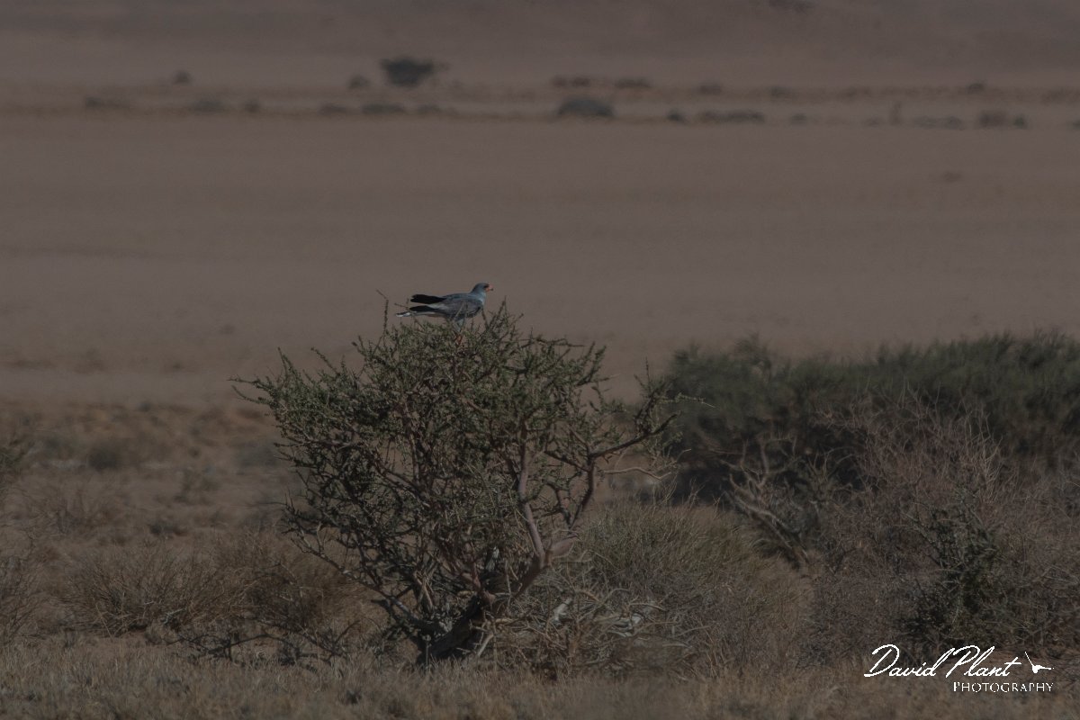 DPPhotography - Namibia - Pale chanting goshawk - C.jpg - Pale chanting goshawk with snake - Namib-Naukflut National Park
