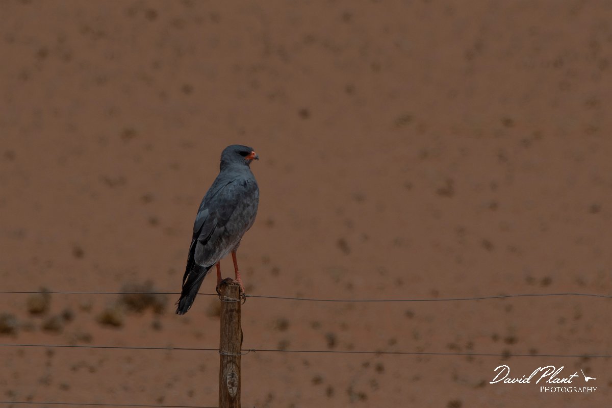DPPhotography - Namibia - Pale chanting goshawk - D.jpg - Pale chanting goshawk with snake - Namib-Naukflut National Park