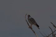 DPPhotography - Namibia - Pale chanting goshawk - A