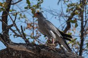 DPPhotography - Namibia - Pale chanting goshawk - B