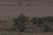 DPPhotography - Namibia - Pale chanting goshawk - C