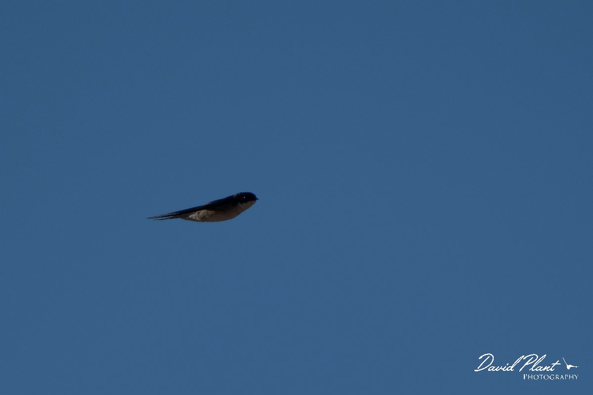 DPPhotography - Namibia - Pearl-breasted swallow - A.jpg - Pearl-breasted swallow - Namib-Naukluft National Park