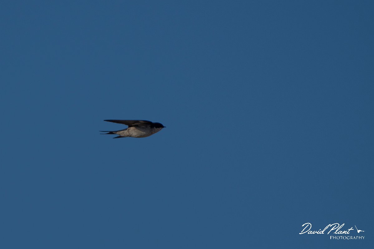 DPPhotography - Namibia - Pearl-breasted swallow - C.jpg - Pearl-breasted swallow - Namib-Naukluft National Park