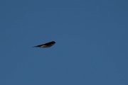 DPPhotography - Namibia - Pearl-breasted swallow - A