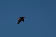 DPPhotography - Namibia - Pearl-breasted swallow - B