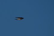 DPPhotography - Namibia - Pearl-breasted swallow - C