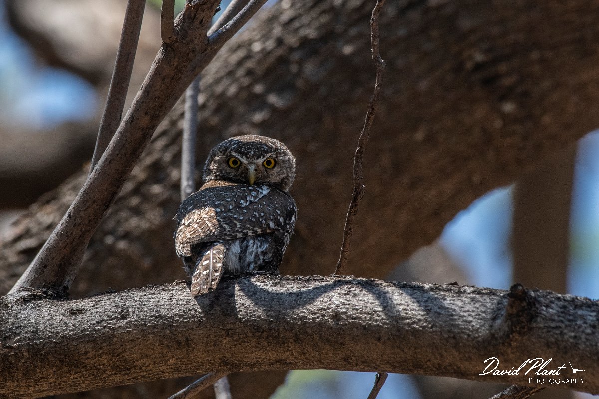 DPPhotography - Namibia - Pearl-spotted owl - A.jpg - Pearl-spotted owl - Waterberg