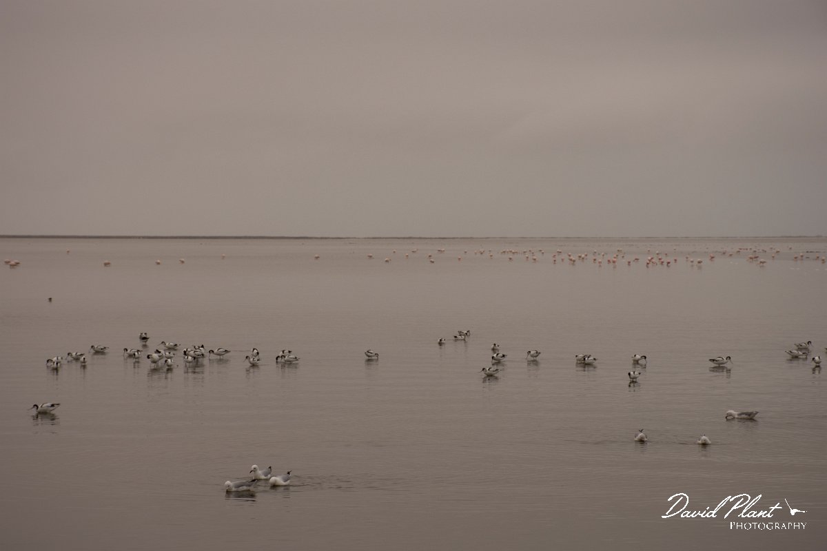 DPPhotography - Namibia - Pied avocet - A.jpg - Pied avocet - Walvis Bay