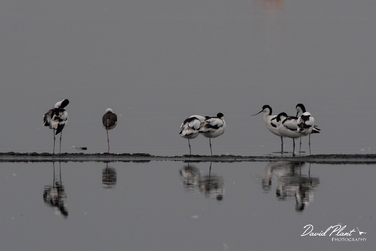 DPPhotography - Namibia - Pied avocet - B.jpg - Pied avocet - Walvis Bay