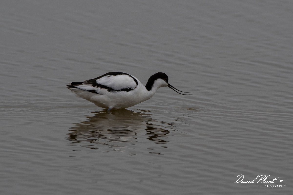 DPPhotography - Namibia - Pied avocet - C.jpg - Pied avocet - Walvis Bay