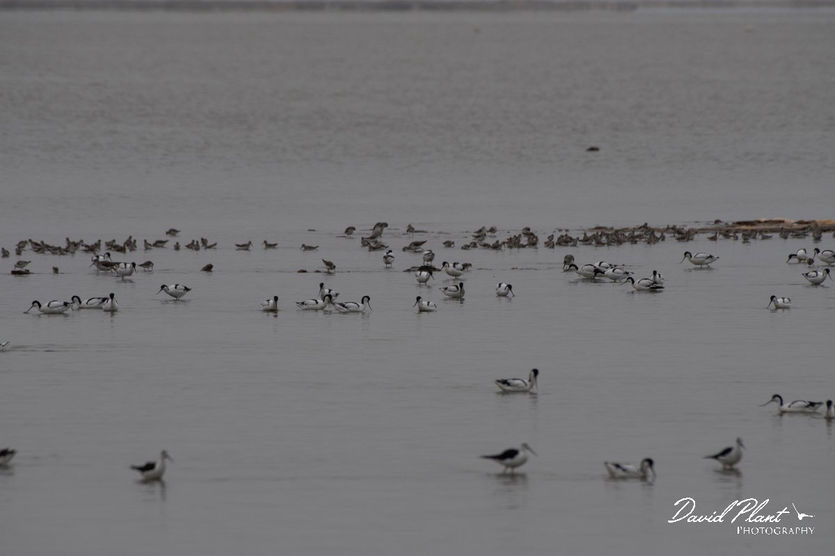 DPPhotography - Namibia - Pied avocet - D.jpg - Pied avocet - Walvis Bay