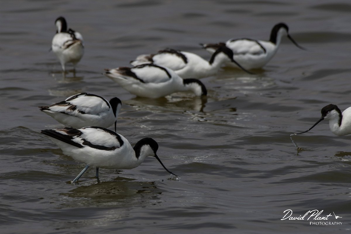 DPPhotography - Namibia - Pied avocet - E.jpg - Pied avocet - Walvis Bay