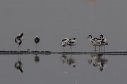 DPPhotography - Namibia - Pied avocet - B
