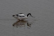 DPPhotography - Namibia - Pied avocet - C