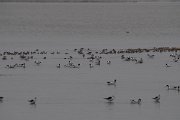 DPPhotography - Namibia - Pied avocet - D