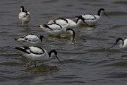 DPPhotography - Namibia - Pied avocet - E