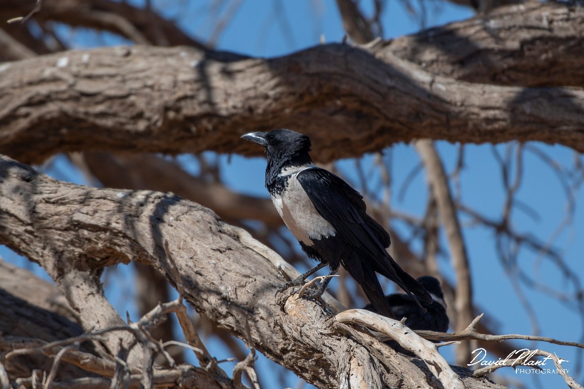 DPPhotography - Namibia - Pied crow - A.jpg - Pied crow - Namib-Naukluft National Park