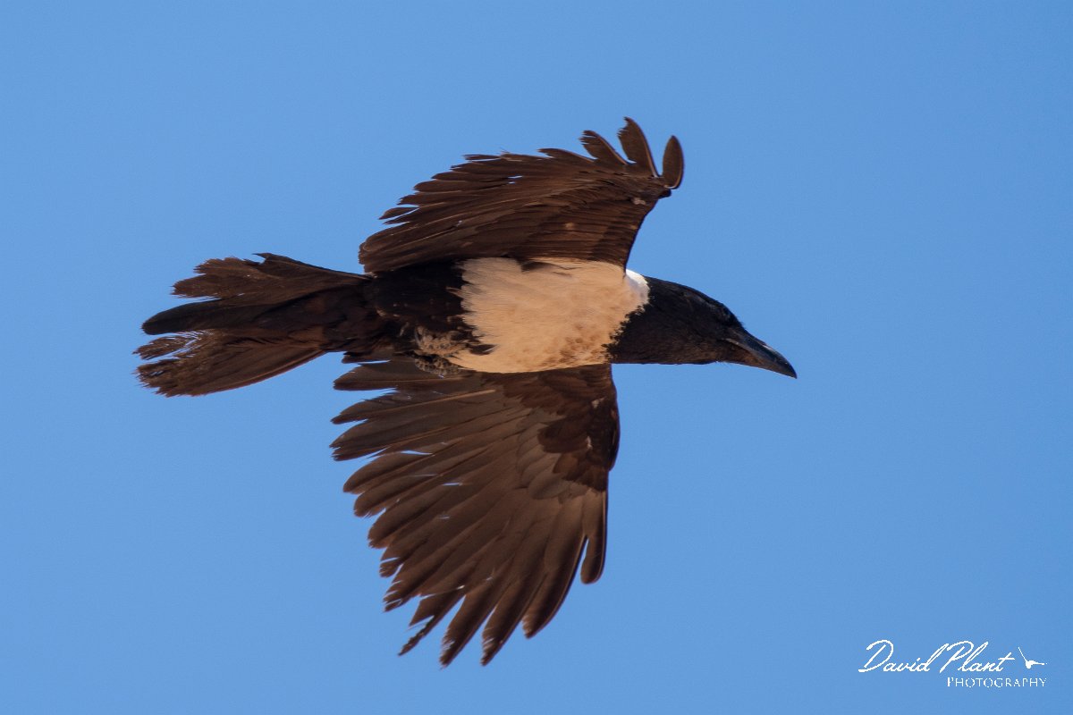 DPPhotography - Namibia - Pied crow - B.jpg - Pied crow - Namib-Naukluft National Park