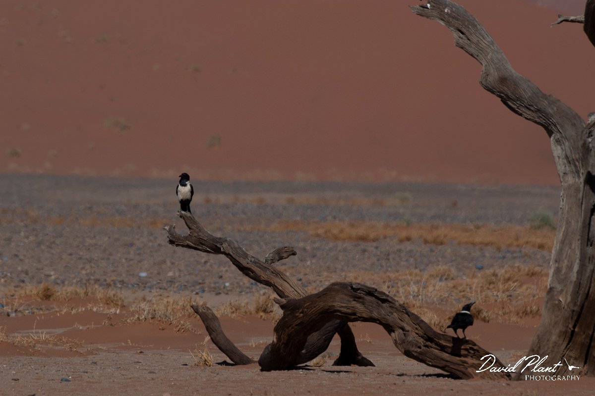 DPPhotography - Namibia - Pied crow - C.jpg - Pied crow - Namib-Naukluft National Park