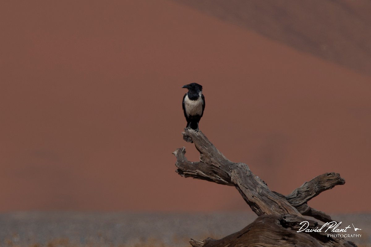 DPPhotography - Namibia - Pied crow - D.jpg - Pied crow - Namib-Naukluft National Park