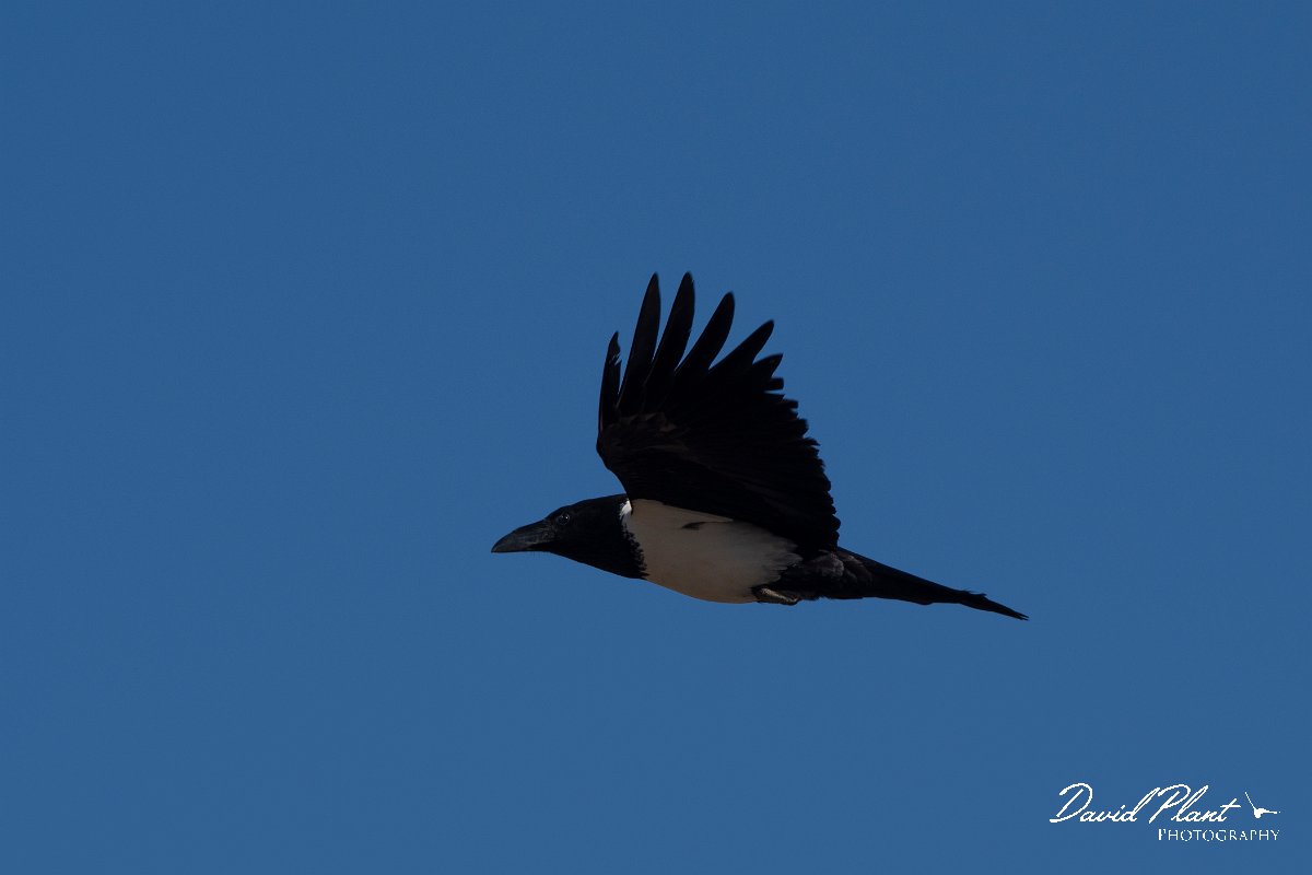 DPPhotography - Namibia - Pied crow - E.jpg - Pied crow - Namib-Naukluft National Park