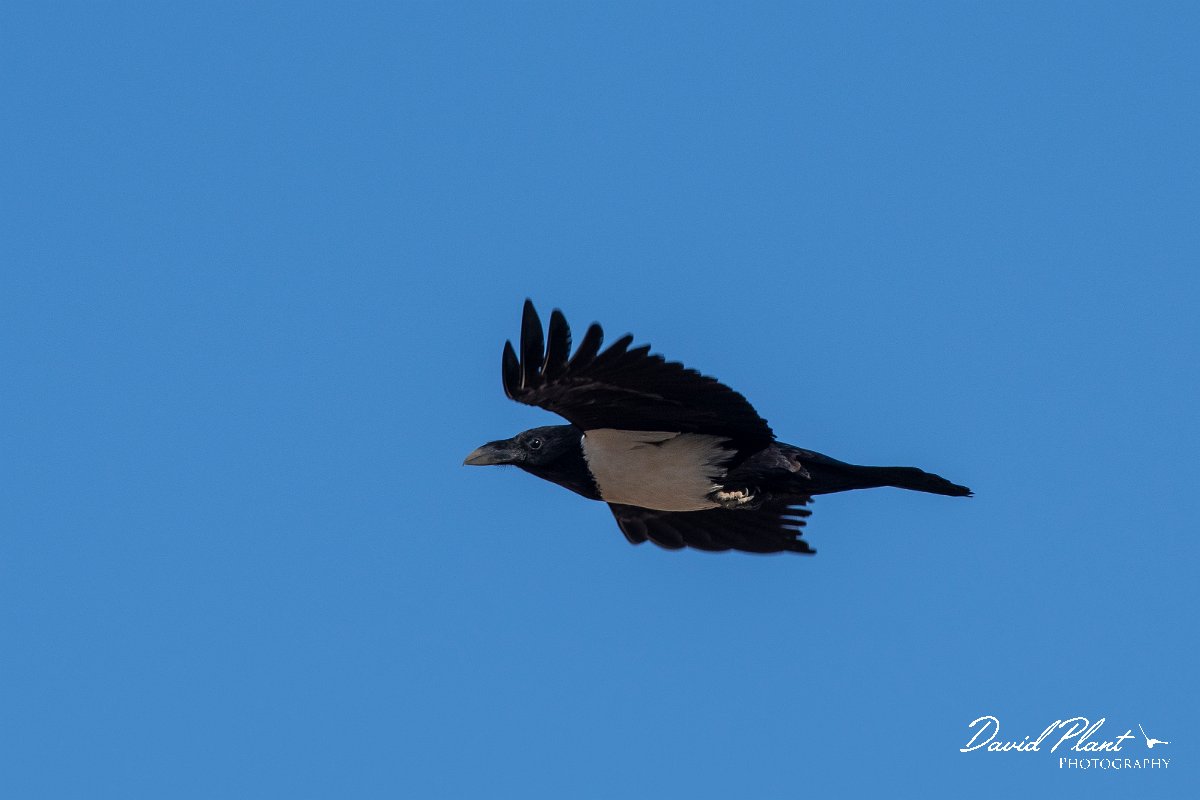 DPPhotography - Namibia - Pied crow - F.jpg - Pied crow - Namib-Naukluft National Park