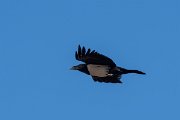 DPPhotography - Namibia - Pied crow - F