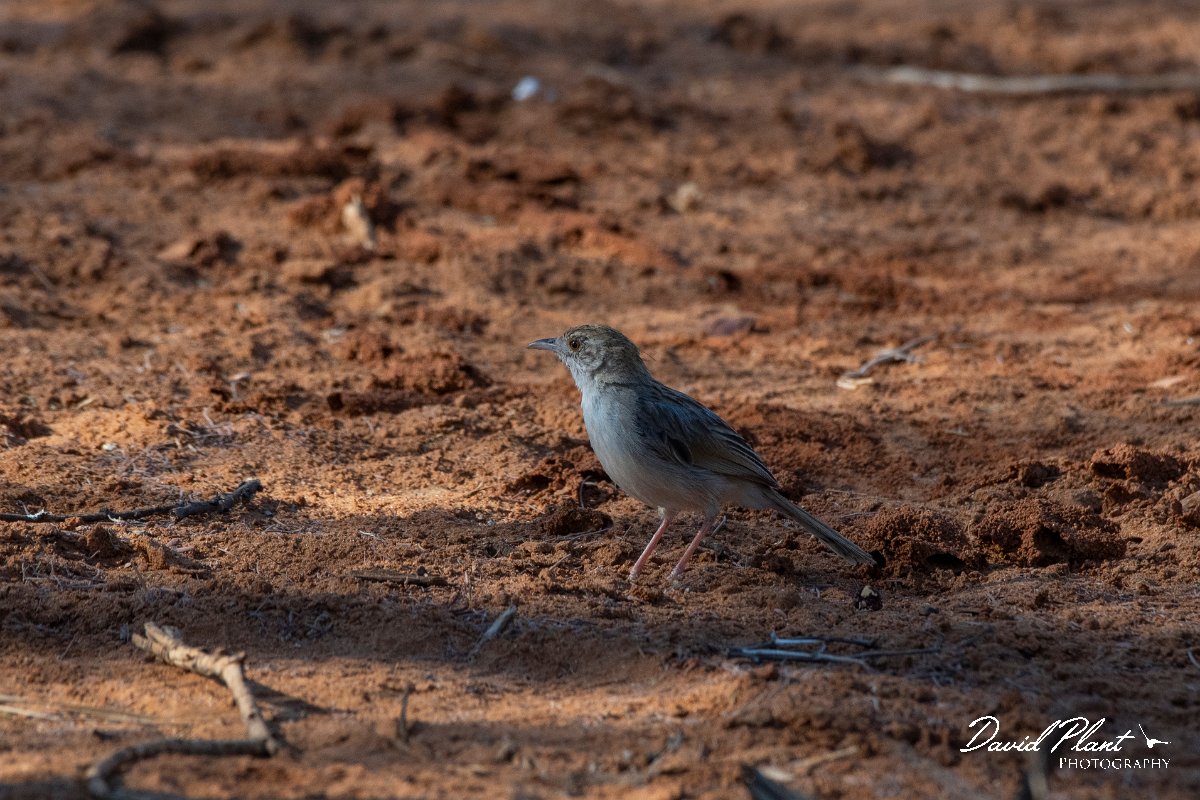 DPPhotography - Namibia - Rattling cisticola - A.jpg - Rattling cisticola - Mahnago National Park