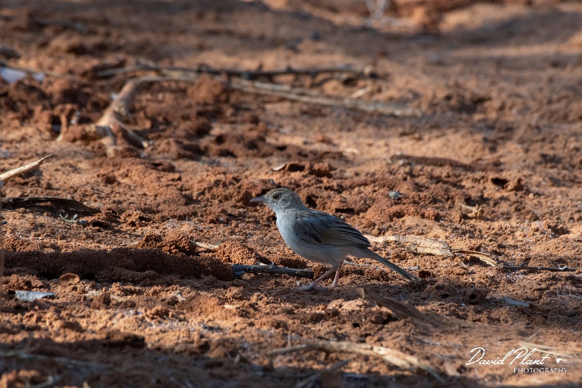 DPPhotography - Namibia - Rattling cisticola - B.jpg - Rattling cisticola - Mahnago National Park