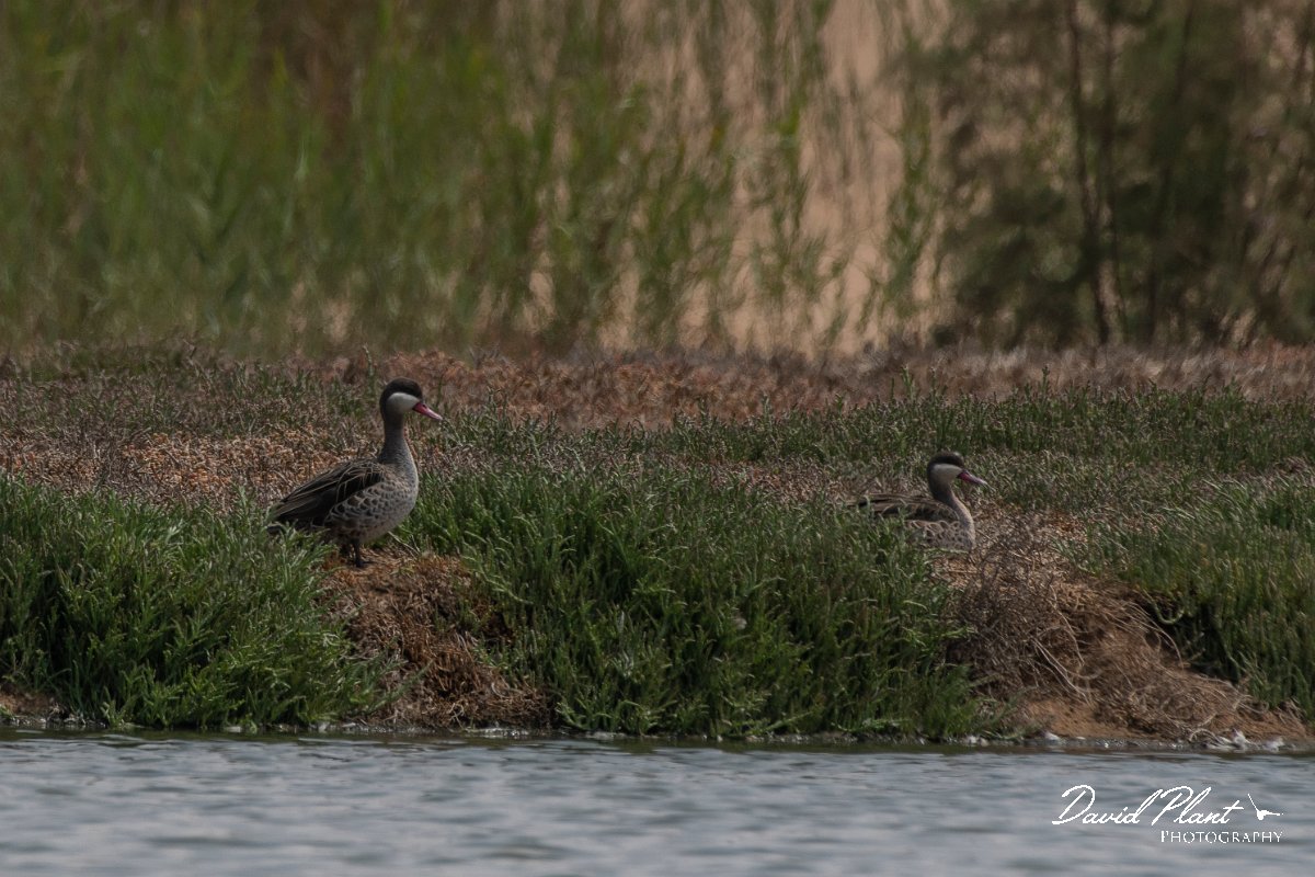DPPhotography - Namibia - Red-billed teal - A.jpg - Red-billed teal - Walvis Bay Bird Sanctuary