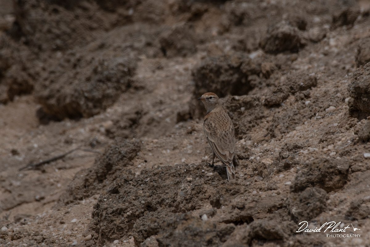 DPPhotography - Namibia - Red-capped lark - B.jpg - Red-capped lark - Swakopmund area