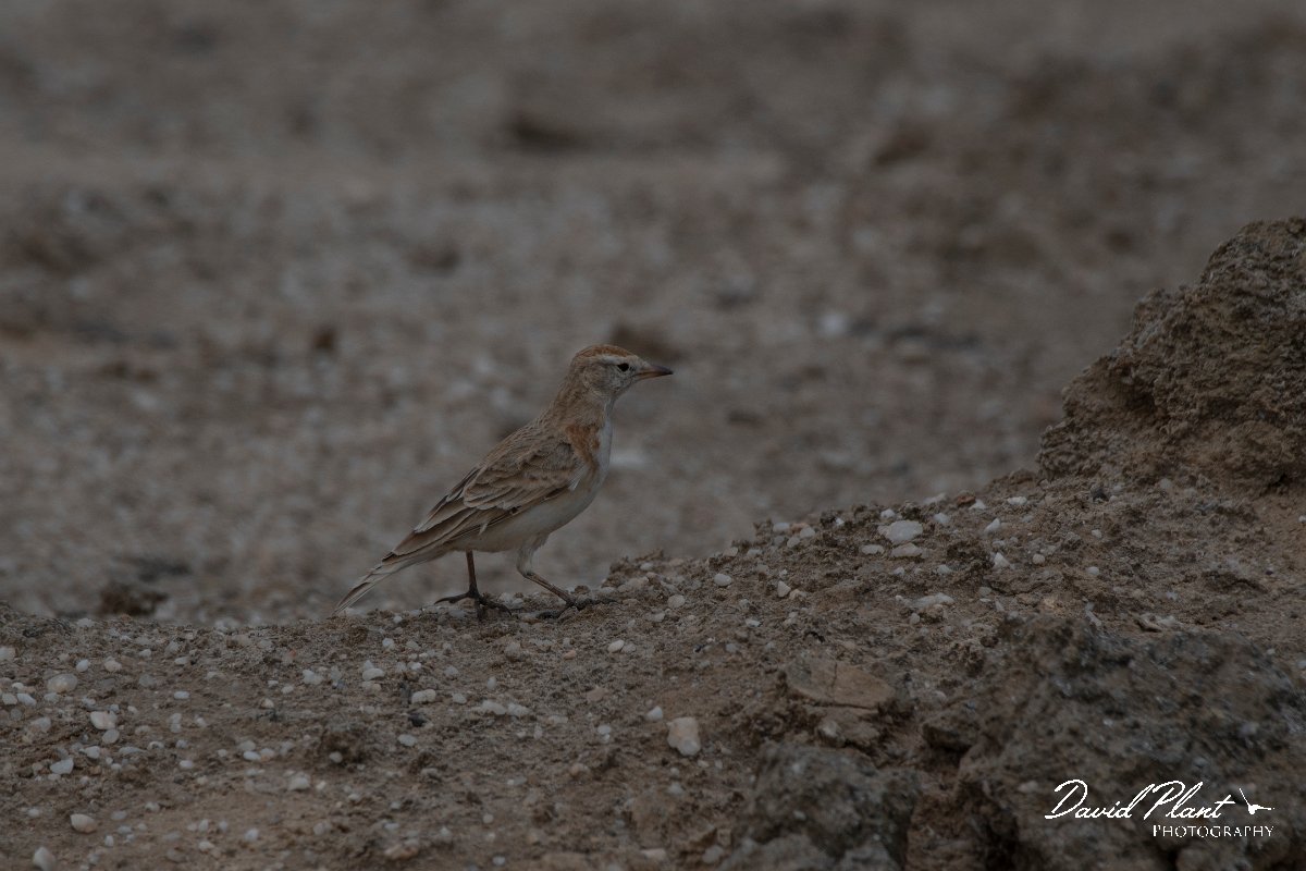 DPPhotography - Namibia - Red-capped lark - C.jpg - Red-capped lark - Swakopmund area