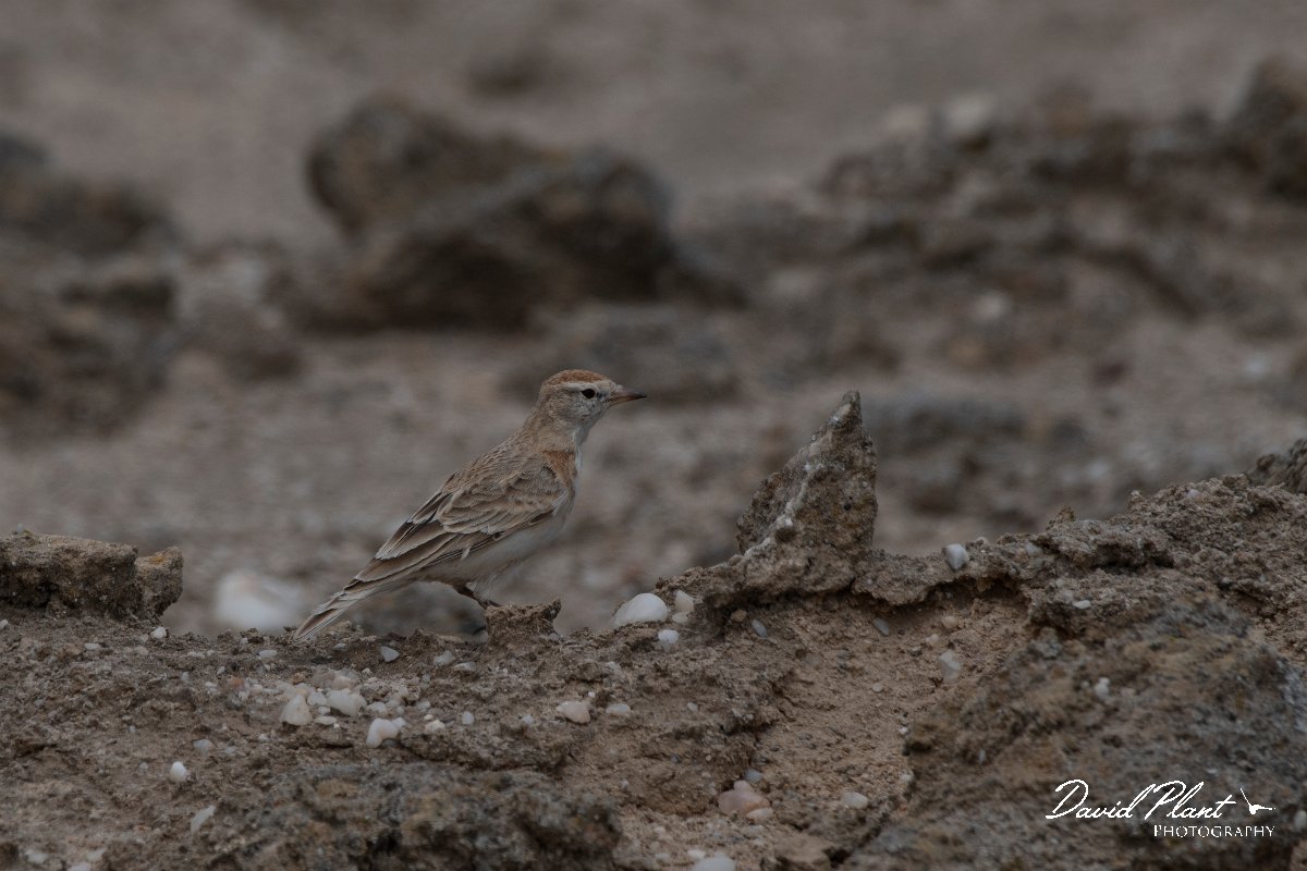 DPPhotography - Namibia - Red-capped lark - D.jpg - Red-capped lark - Swakopmund area