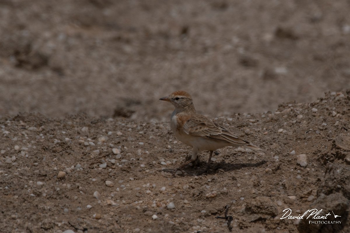 DPPhotography - Namibia - Red-capped lark - E.jpg - Red-capped lark - Swakopmund area