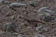 DPPhotography - Namibia - Red-capped lark - A